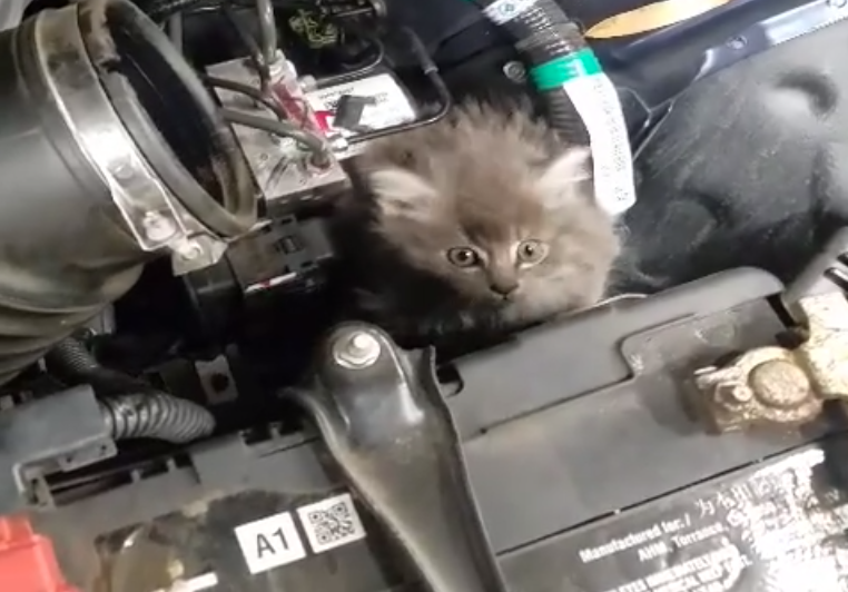 Mechanics rescue kitten from car engine